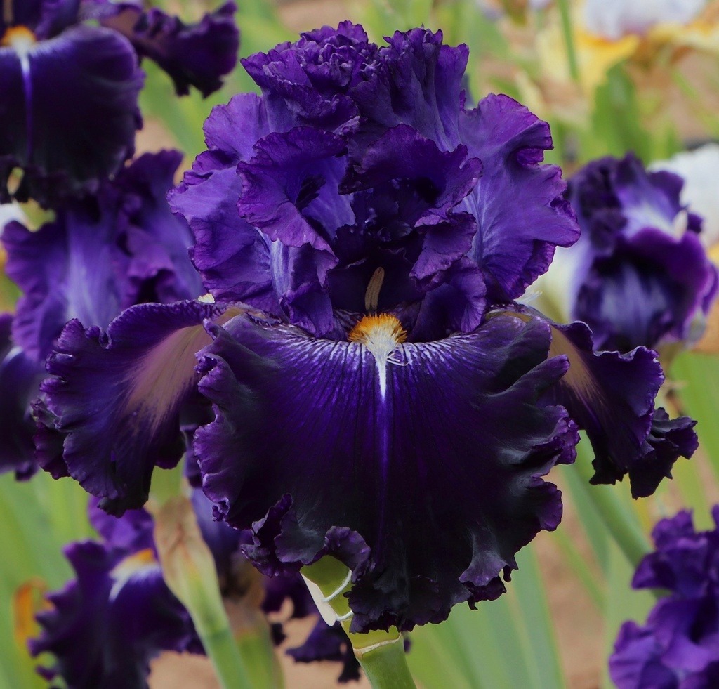 Starry Starry Night | Mid-America Garden